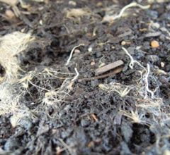 グラスガードの防草実験 ほとんど発芽していません