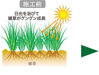 日光が当たると雑草がぐんぐん成長