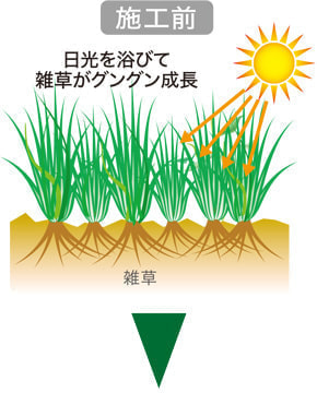 グラスガード施工前は日光で雑草がぐんぐん成長